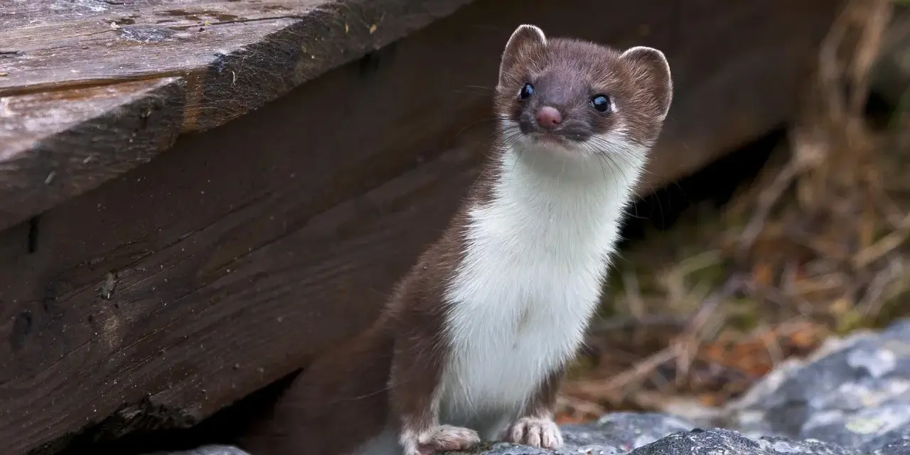 Donnola curiosa spunta da sotto un riparo di legno, forse in cerca di prede come piccoli animali che mangiano le galline.