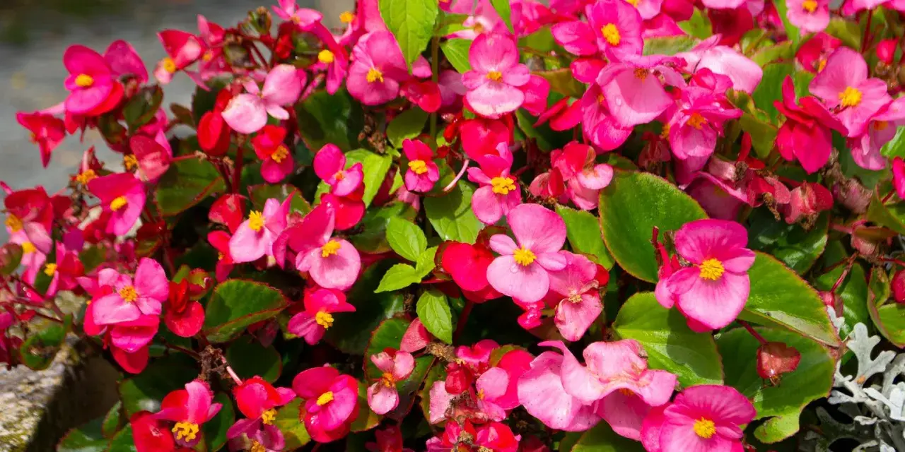 Kaskada różowych kwiatów begonia solenia, z żółtymi środkami i zielonymi liśćmi, tworzy barwny kobierzec.