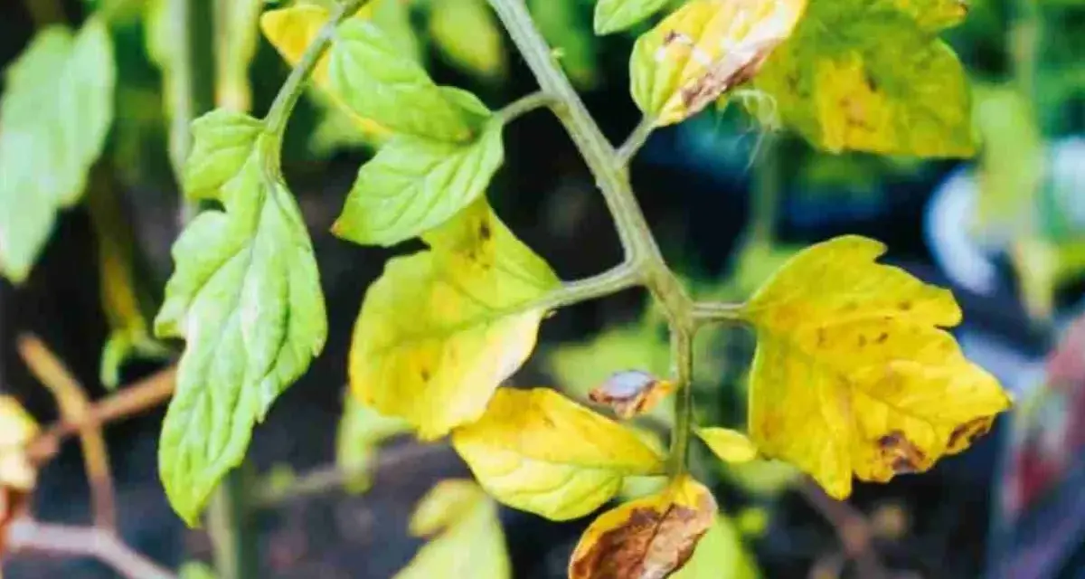 Foglie gialle sui pomodori, segno di stress o carenza. Alcune foglie mostrano macchie marroni.