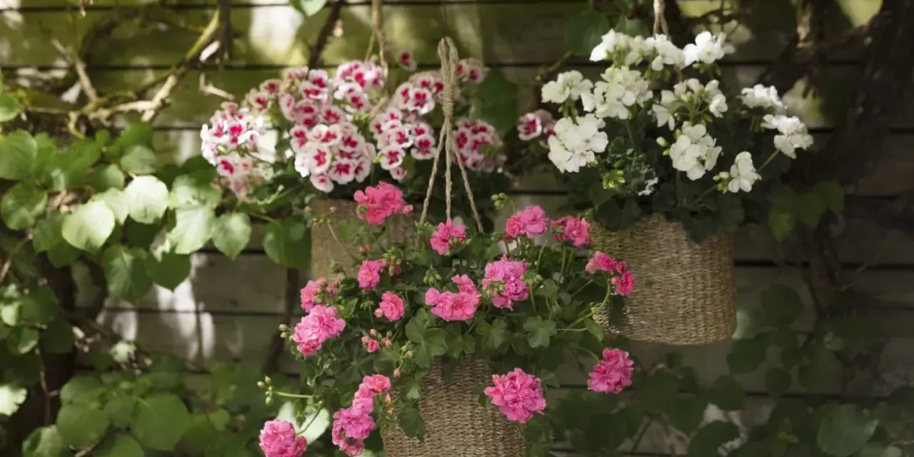 Härliga blommor i ampel utomhus, med rosa och vita blommor som hänger från en trävägg.