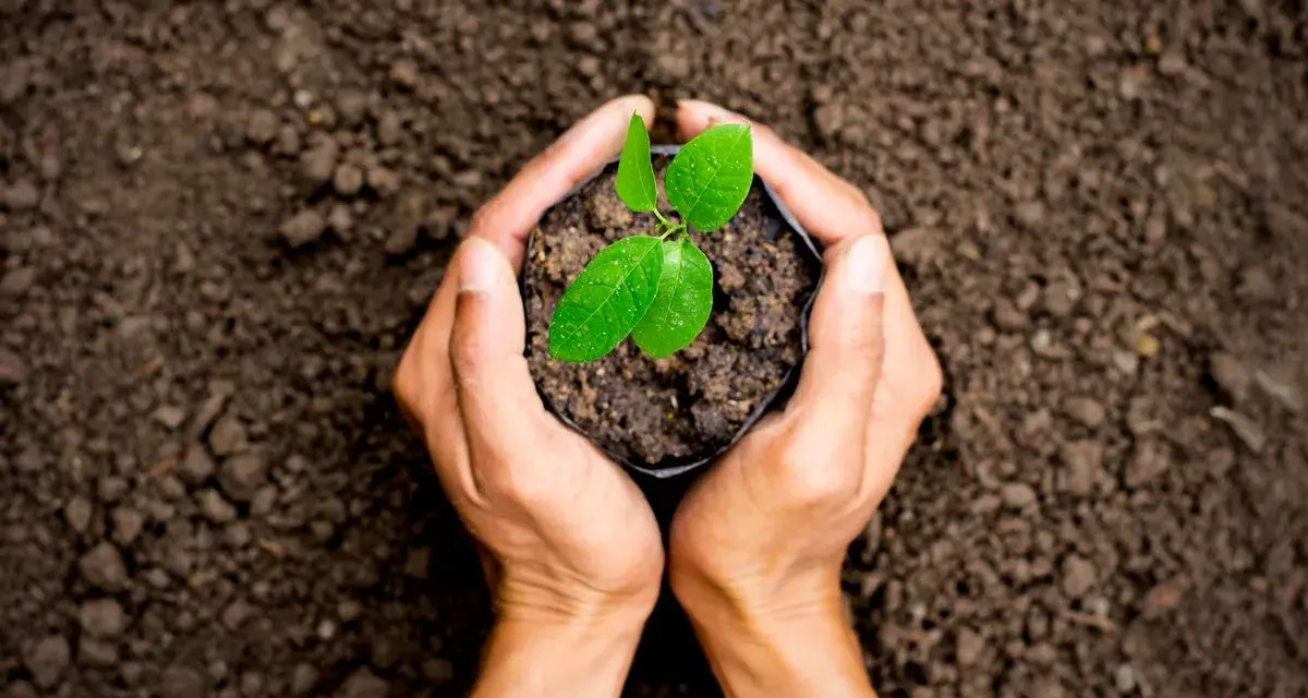 Mani che sorreggono una piantina in un sacchetto, pronta per essere piantata. Un futuro rigoglioso grazie a trattamenti fitosanitari efficaci.