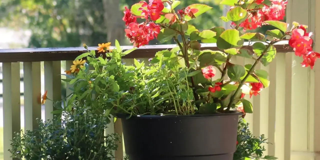 Piękne czerwone kwiaty na balkon, w donicy obok żółtych i zielonych roślin. Słońce pięknie oświetla kompozycję.
