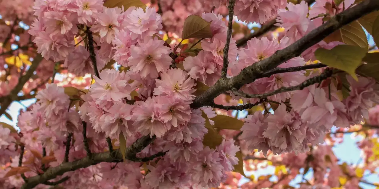 Kwiaty różowego sakura drzewa tworzą gęste skupiska na gałęziach, otoczone delikatnymi liśćmi.