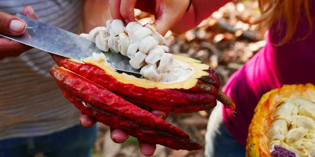 Main de femme retirant des fèves de cacao crues d'une cabosse rouge vif. Attention, le cacao cru peut présenter un danger.
