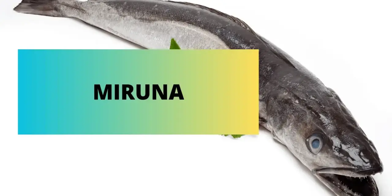 Miruna to ryba morska, drapieżna, o wydłużonym ciele i charakterystycznym pysku.