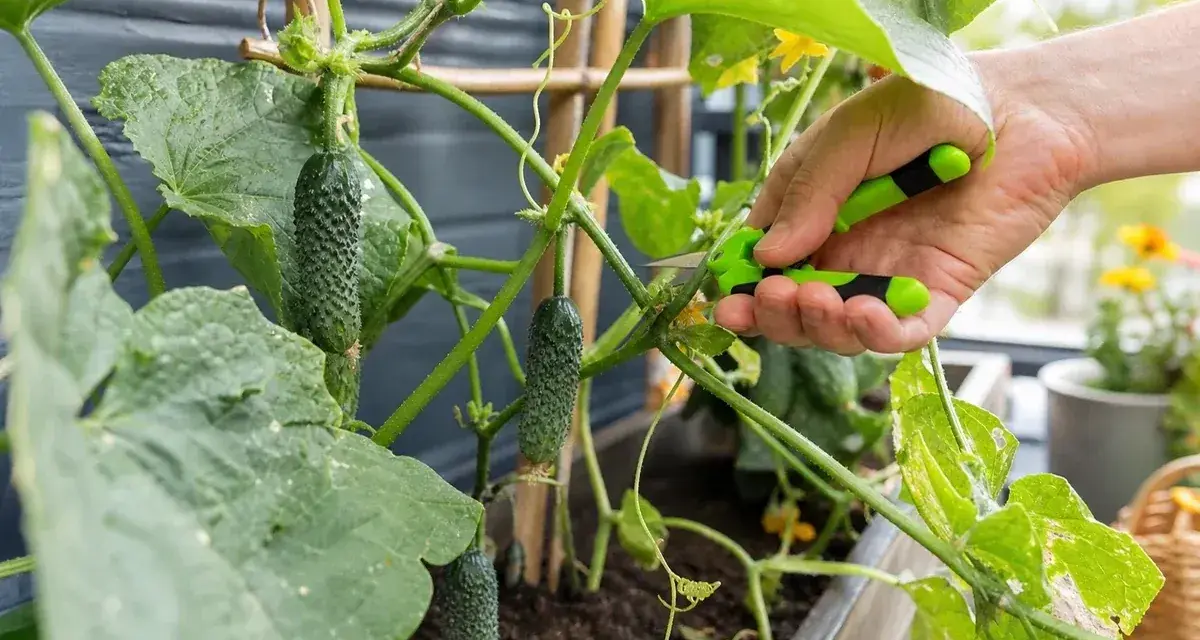 Hand mit Schere schneidet junge Gurken aus, um das Wachstum der Pflanze zu fördern. Gurken ausgeizen für besseren Ertrag.