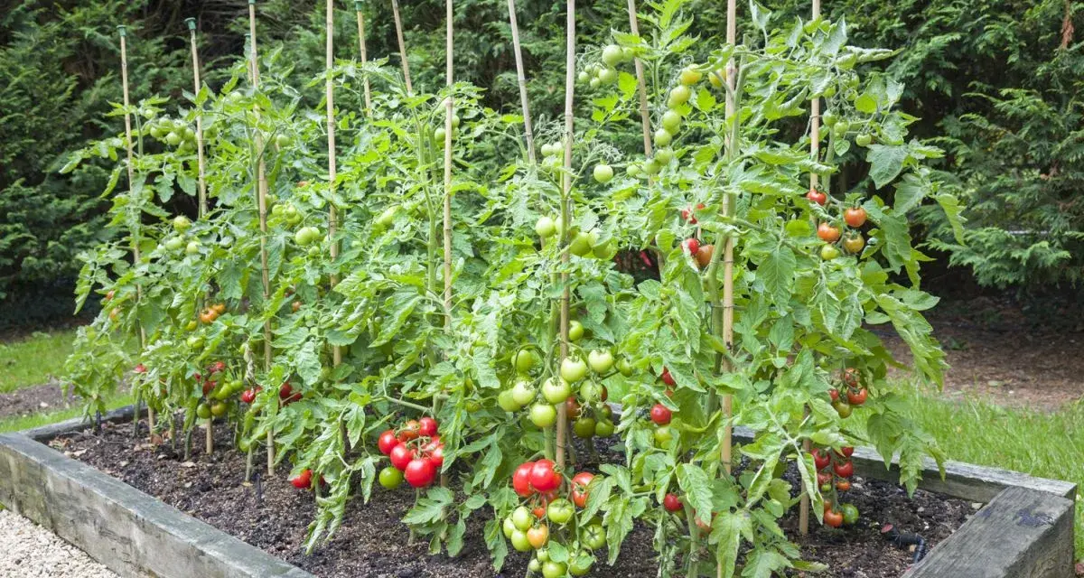 Rzędy pomidorów w podwyższonej grządce, podparte bambusowymi tyczkami. Widać zielone i czerwone owoce, zapowiadające obfite plony. Pomidory uprawa w pełni.