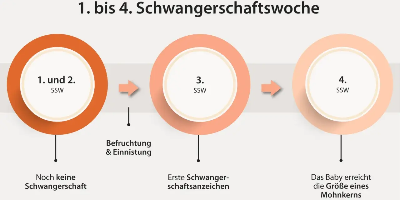 Frühe Schwangerschaftswochen: 1.-2. SSW (keine Schwangerschaft), 3. SSW (Befruchtung, erste Anzeichen), 4. SSW (Baby wie Mohnkorn). Manche Frauen erleben trotz Schwangerschaft eine Periode.