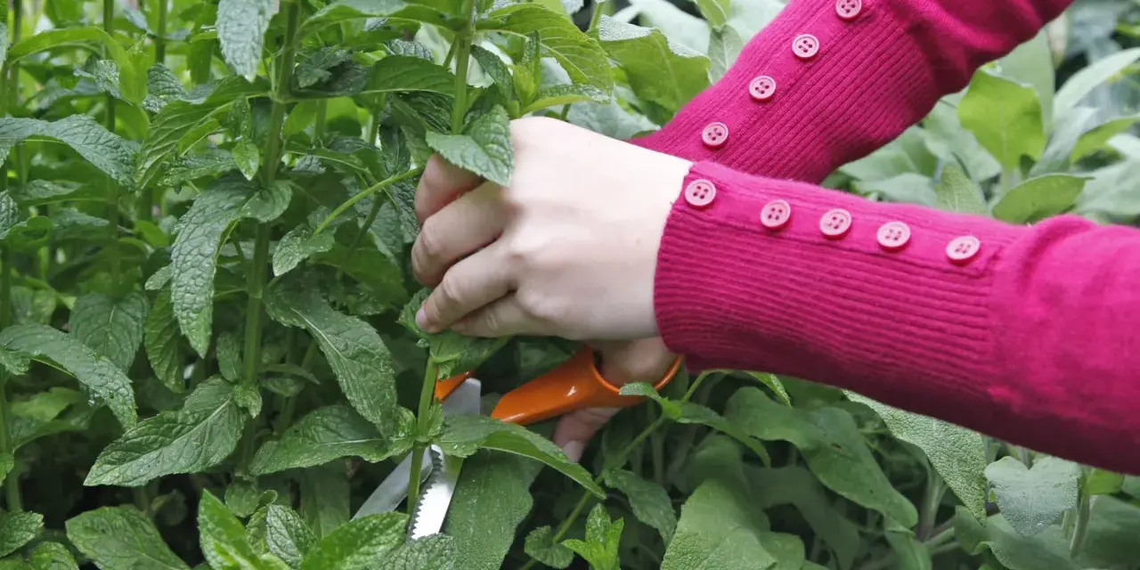 Hände in einem pinken Pullover mit Knöpfen schneiden mit einer orangefarbenen Schere frische Minze für einen Tee.