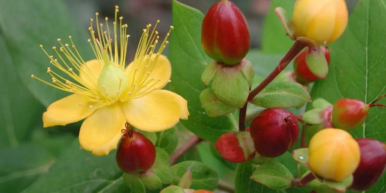 Gelbe Blüte und rote Beeren der Johanniskraut Pflanze.