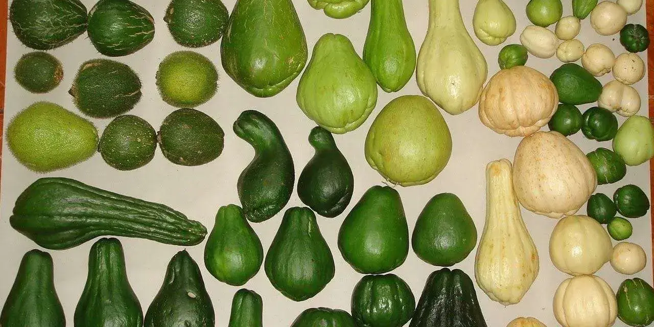 Varietà di chayote, alcune lisce, altre con una texture che ricorda la zucca spinosa, in diverse tonalità di verde e giallo.