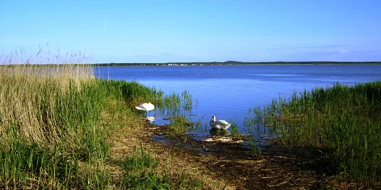 Dwa łabędzie pływają w spokojnym jeziorze na wybrzeżu słowińskim, otoczonym gęstą trzciną i zieloną trawą.