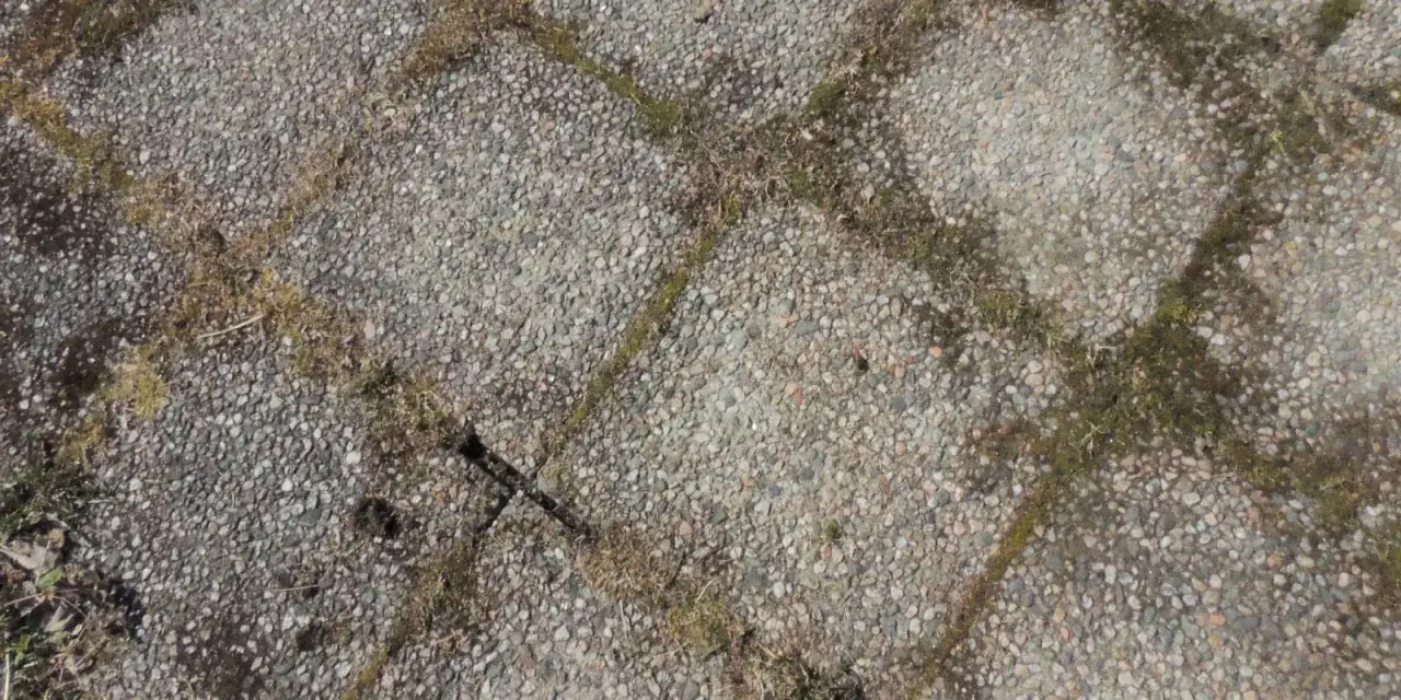 Grå stenplattor med mossa och ogräs mellan fogarna. Dags att ta bort mossa på stenplattor för en renare uteplats.