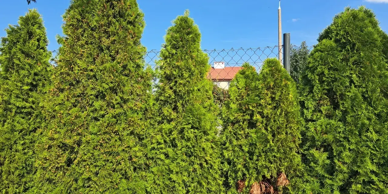 Zielone tuje tworzą gęsty żywopłot, pokazując, kiedy tuja jest drzewem. W tle widać dom i niebo.