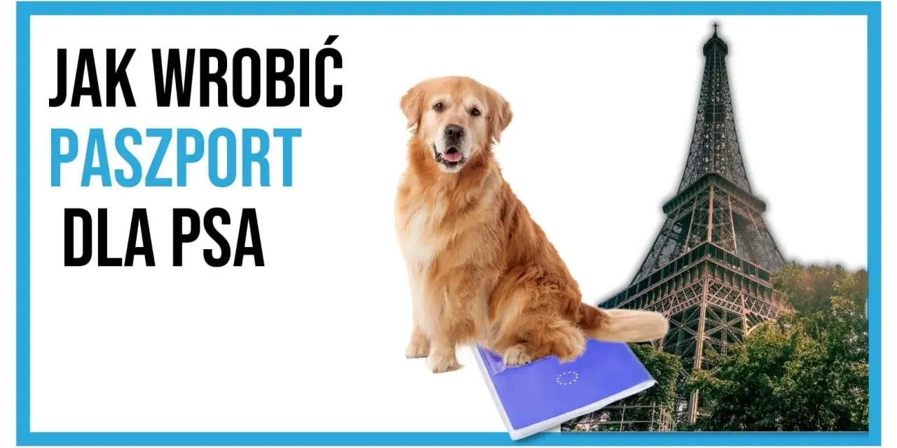 Jak wyrobić paszport dla psa? Krok po kroku, koszty, wymagania