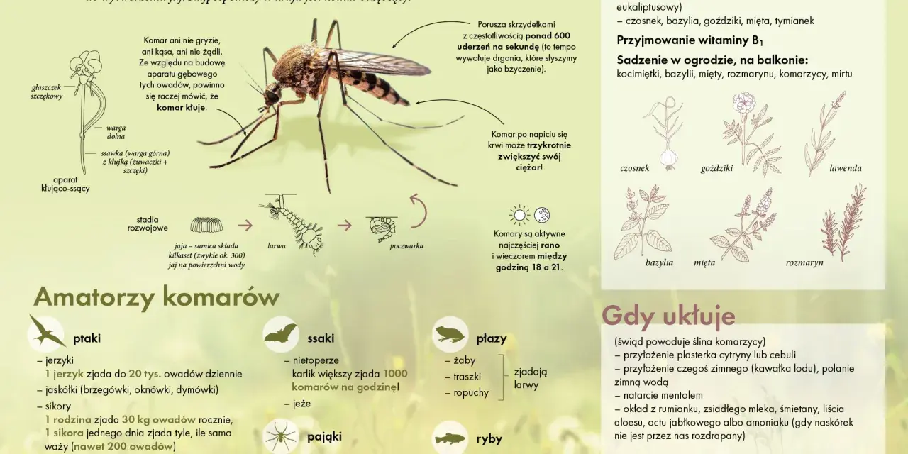 Domowe sposoby na komary: olejki eteryczne, czosnek, bazylia, goździki, mięta, tymianek, witamina B1. Rośliny odstraszające komary.