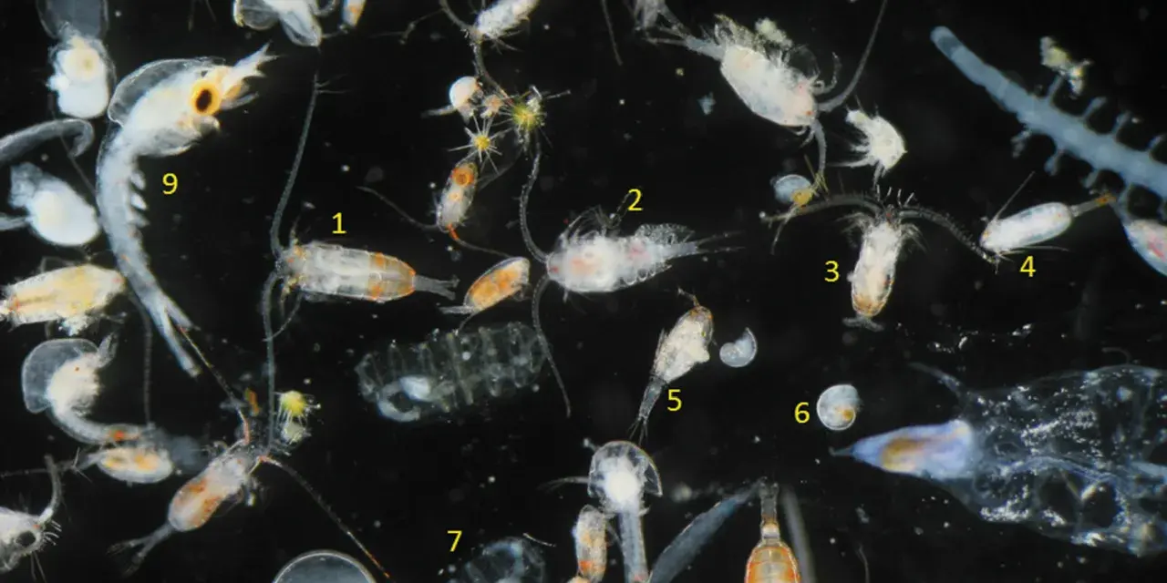Vielfalt an tierischem Plankton unter dem Mikroskop: Copepoden, Krilllarven und andere winzige Meeresbewohner treiben im Wasser.
