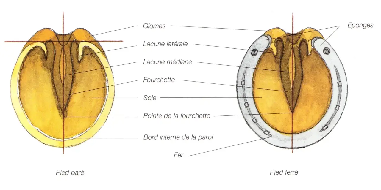 Anatomie du sabot cheval : pied paré et pied ferré, montrant la fourchette, la sole et le fer.