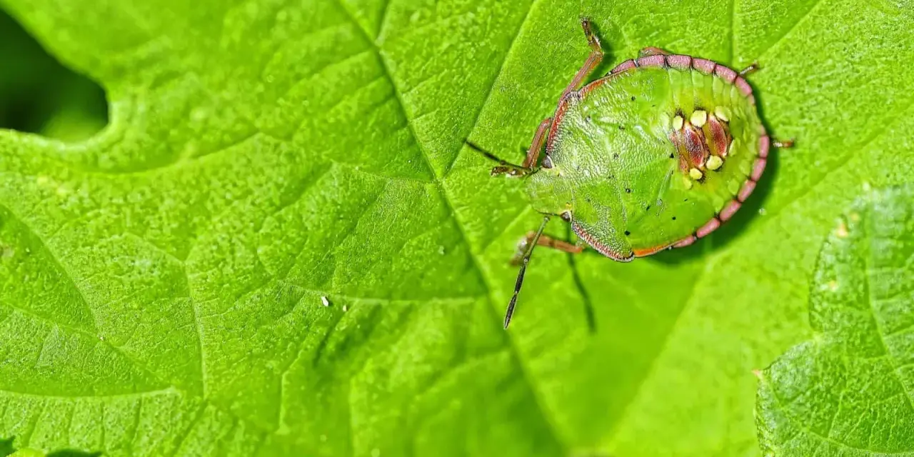 Un diminuto insecto, uno de los chinches verdes, descansa sobre una hoja verde vibrante, camuflándose perfectamente.