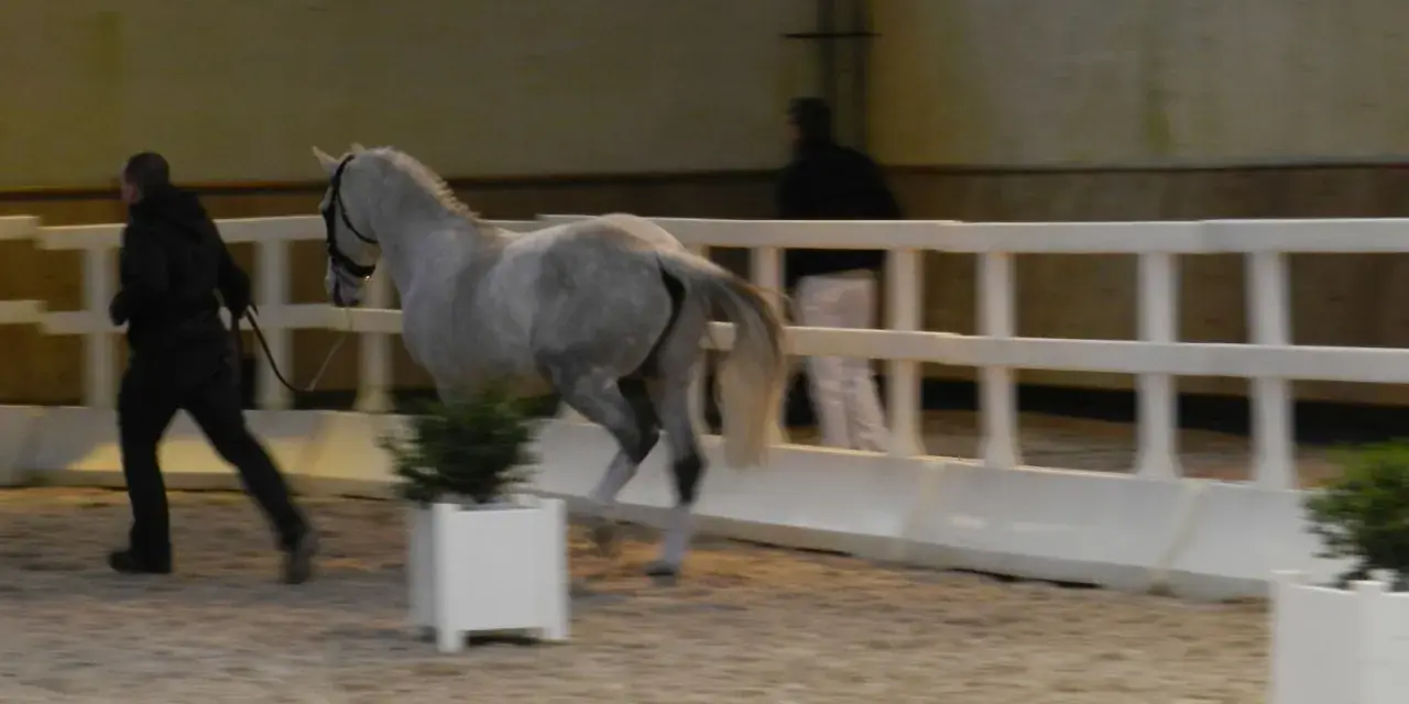 Un homme en noir mène un cheval gris dans une carrière. Le cheval a des testicules de cheval bien visibles.