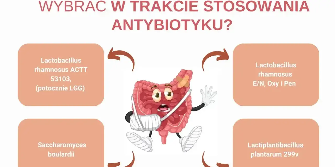 Zranione jelita potrzebują wsparcia. Dowiedz się, jaki probiotyk przy antybiotyku wybrać, by odbudować florę bakteryjną.