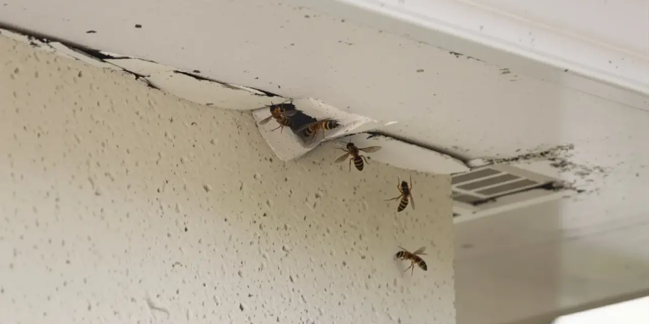 Osy budują gniazdo pod dachem. Dowiedz się, jak zlikwidować gniazdo os pod dachem, zanim zrobią większe szkody.