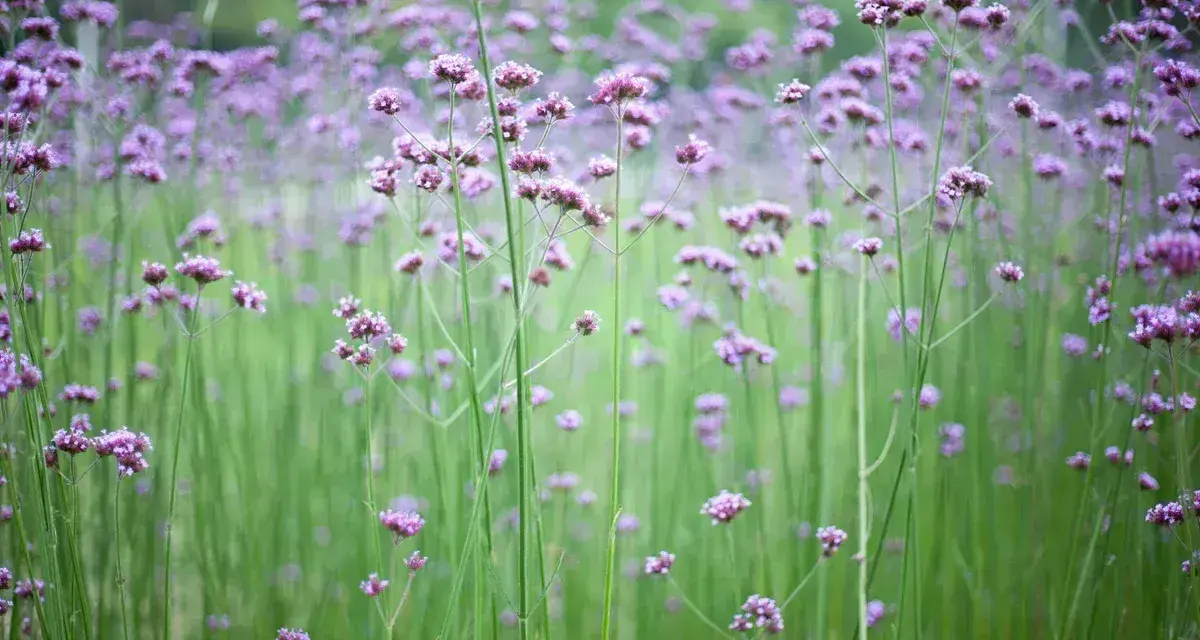 Fält av lila verbena perenn blommor mot en suddig grön bakgrund.