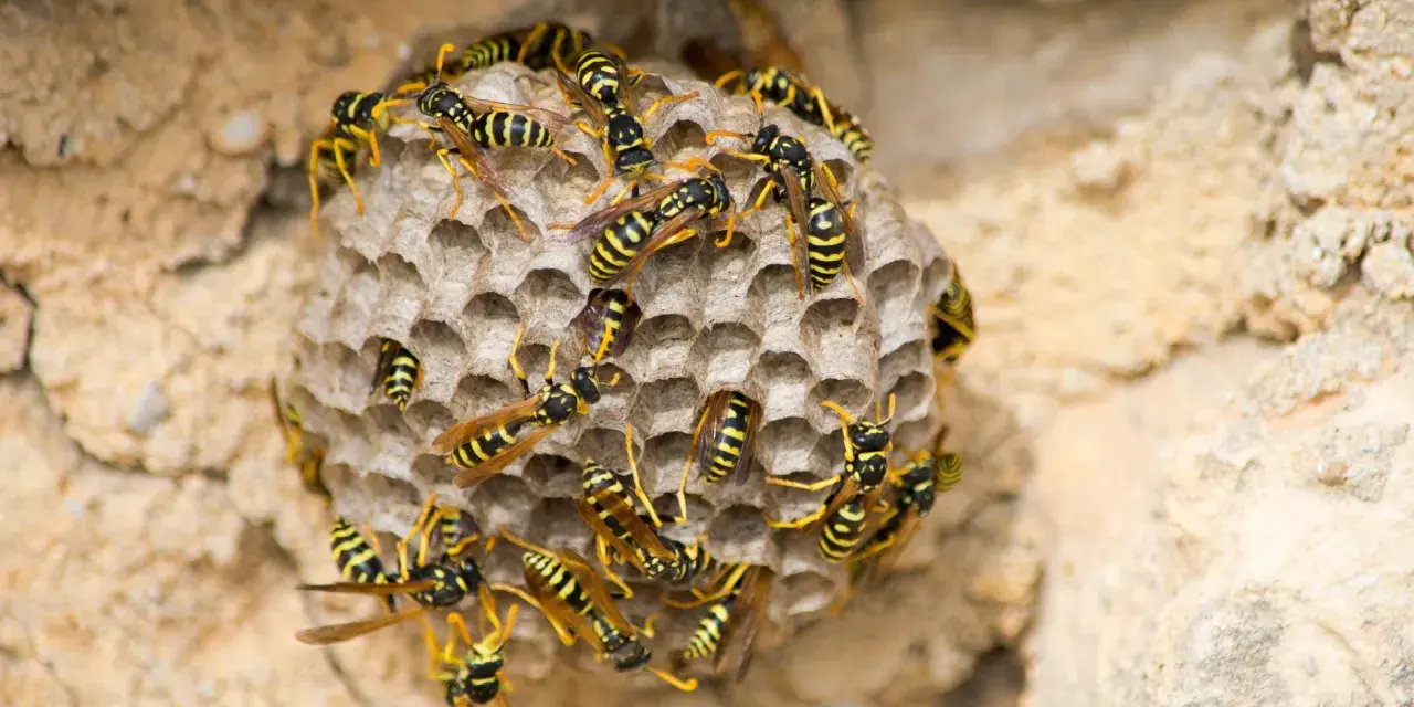 Nido de avispas con muchas obreras. Se observa el inicio de como se reproducen las avispas, con celdillas hexagonales.