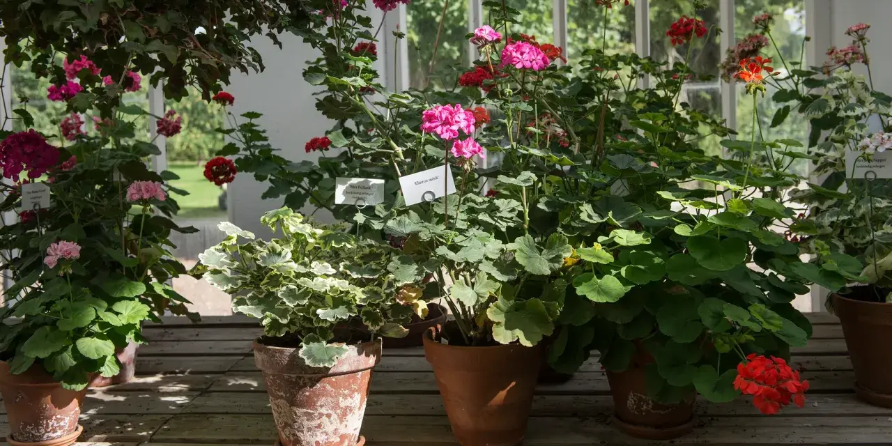 En samling gammaldags pelargoner i krukor, med blommor i rosa, rött och lila. Vissa har skyltar med namn.
