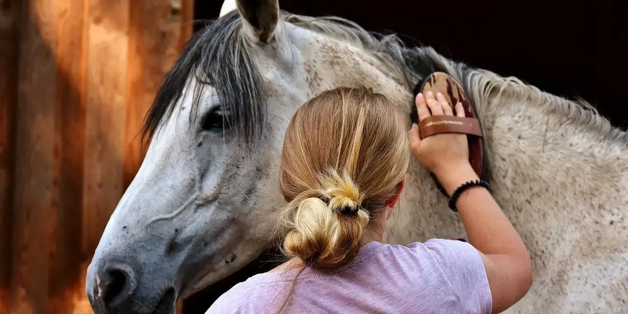 Une jeune femme brosse un cheval. L'image ne montre pas de maltraitance cheval.