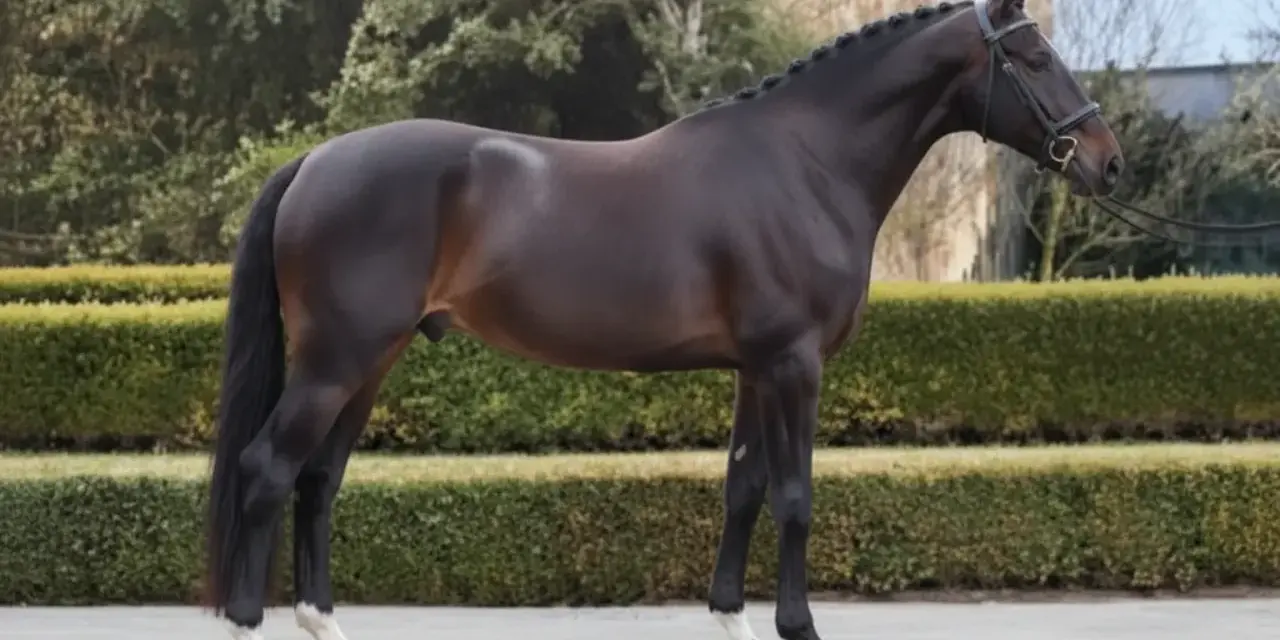 Magnifique cheval de selle bai, crinière tressée, prêt pour la compétition.