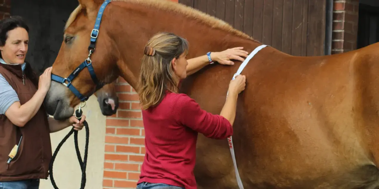 Deux femmes mesurent un cheval pour savoir quand vermifuger son cheval. L'une tient la longe, l'autre utilise un mètre ruban.