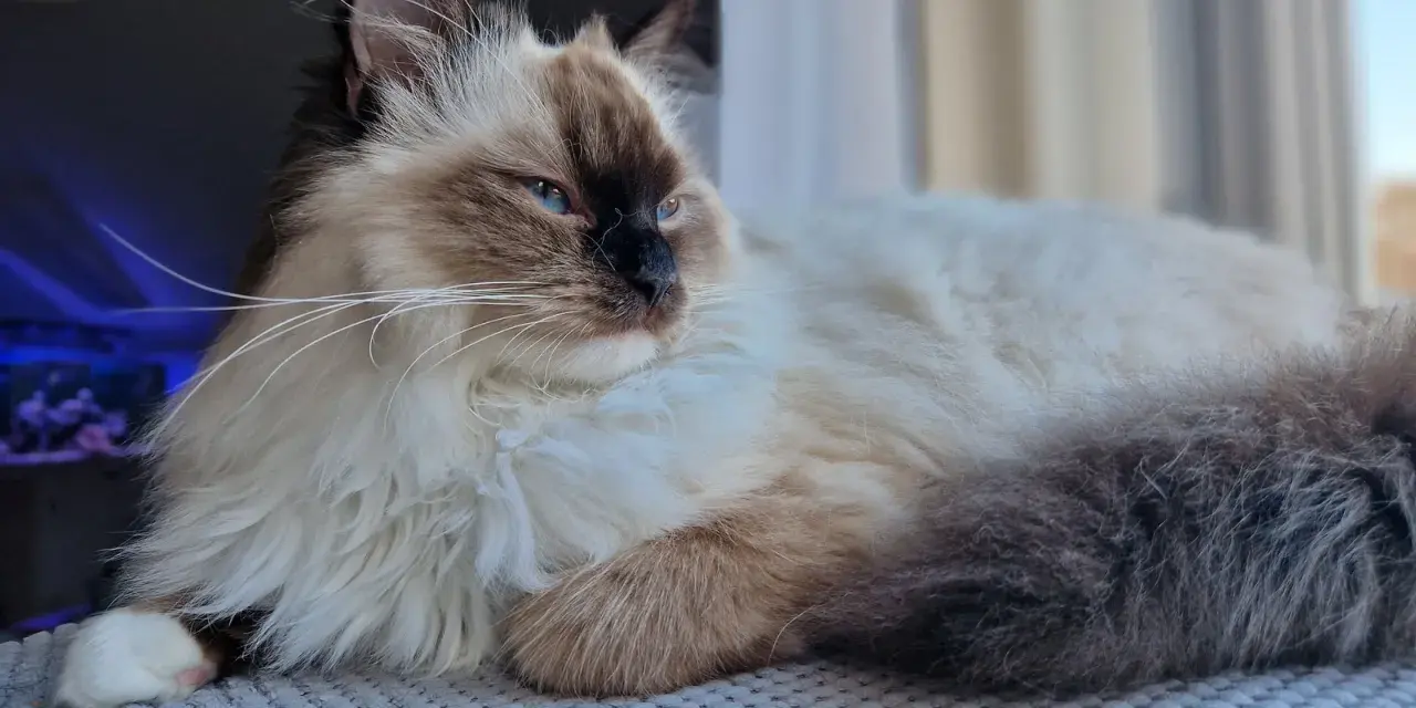 Uroczy ragdoll z niebieskimi oczami leży na miękkim kocu, wyglądając przez okno.