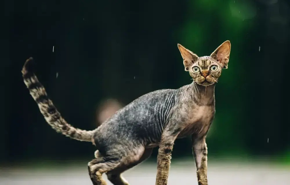 Ile kosztuje Devon Rex? Sprawdź ceny i ukryte wydatki na kota