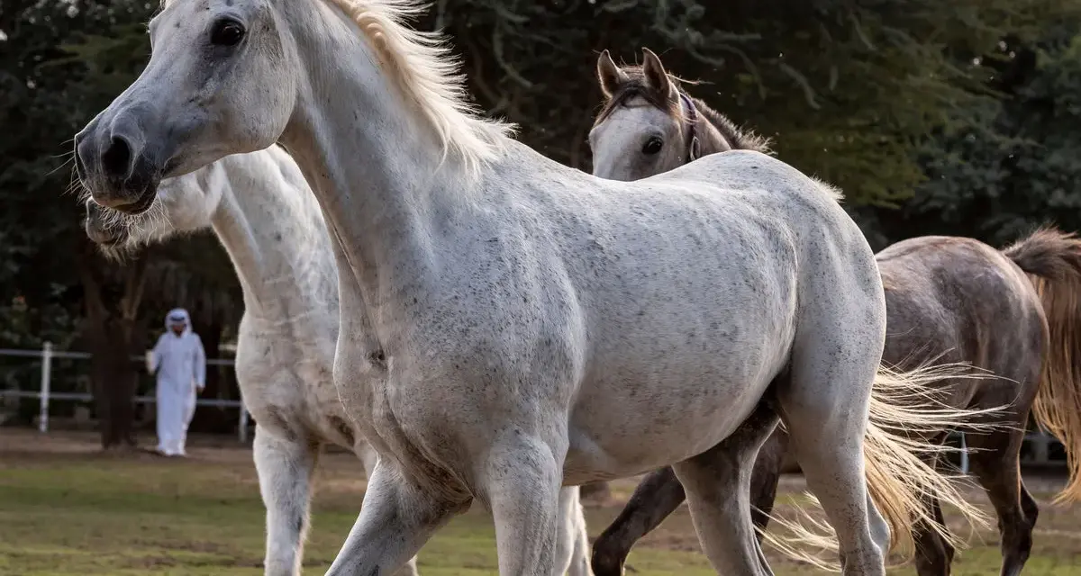 Trois chevaux, dont une magnifique saillie pur sang arabe, se promènent dans un pré. Un homme en tenue traditionnelle les observe.