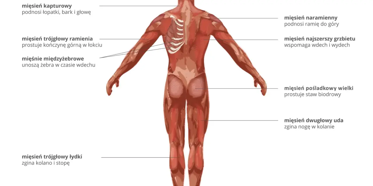 Anatomia człowieka z widoczną budową mięśnia szkieletowego. Pokazano mięśnie pleców, ramion, pośladków i nóg.