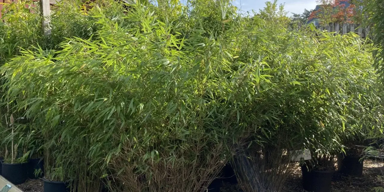 En stor grupp bambu i kruka, med frodiga gröna blad som vajar i vinden.