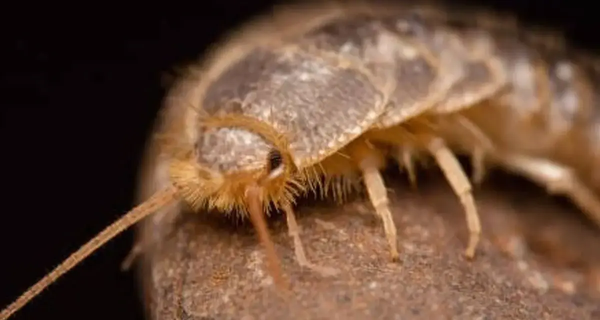 Un pececillo de plata gigante, con sus antenas largas y cuerpo escamoso, se posa sobre una roca.