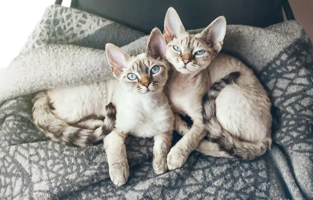 Czy Devon Rex uczula? Co musisz wiedzieć przed zakupem kota