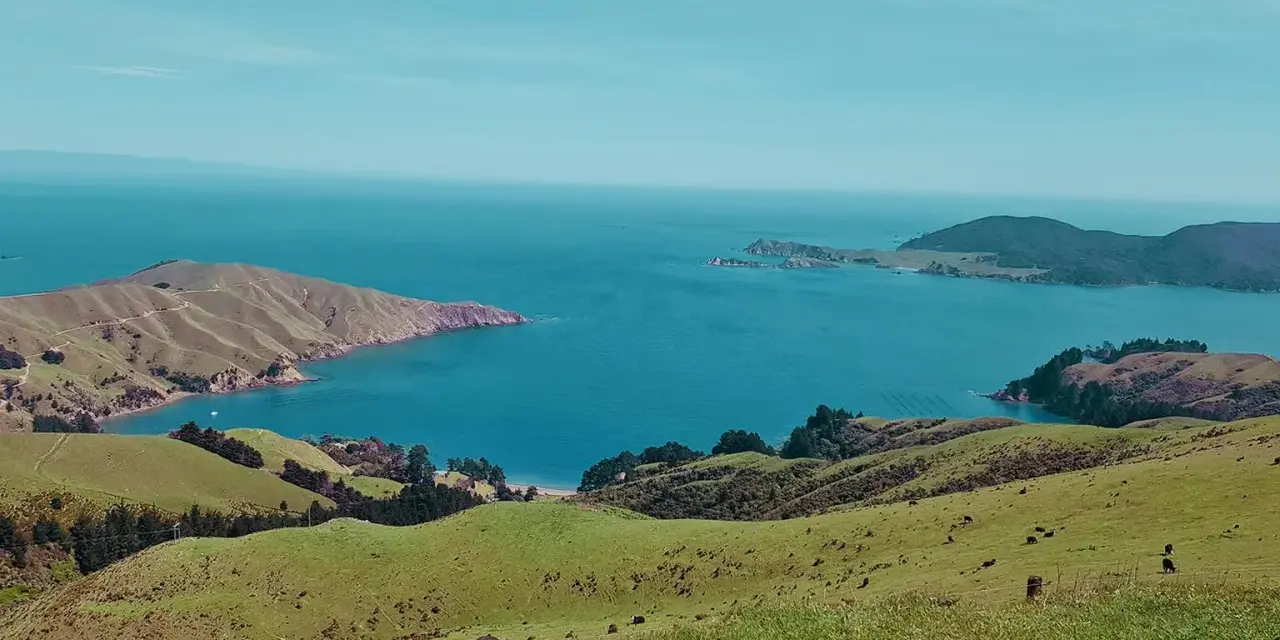 Grüne Hügel und das blaue Meer, ein malerischer Ausblick, der an ein Auslandspraktikum in Neuseeland erinnert. Kühe grasen friedlich.