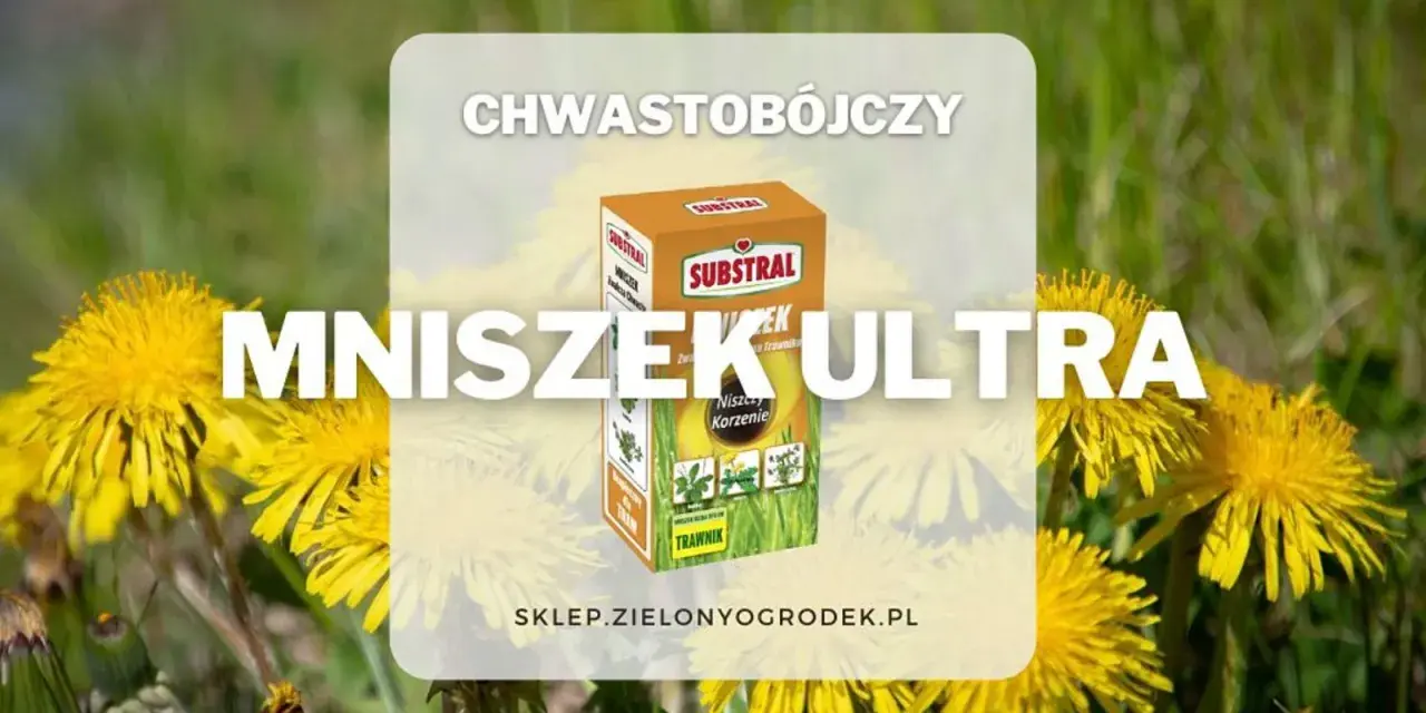 Mniszek Ultra – chwastobójczy środek do trawnika, który skutecznie zwalcza mniszki i inne chwasty, przywracając piękno Twojego ogrodu.