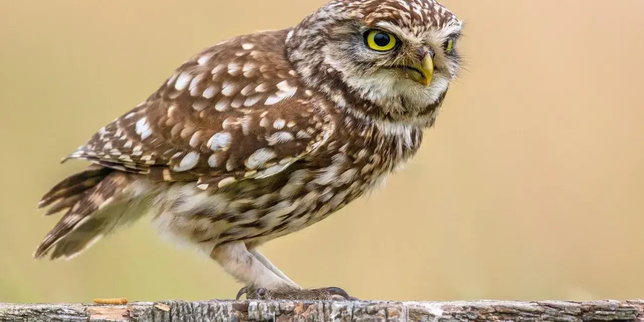 Mała sowa Athene noctua z żółtymi oczami siedzi na drewnianym płocie, czujnie obserwując otoczenie.