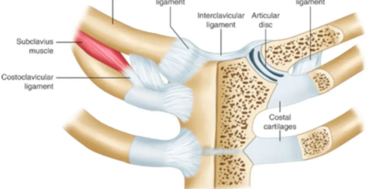 Anatomia stawu mostkowo obojczykowego: obojczyk, mięsień podobojczykowy, więzadła i krążek stawowy.