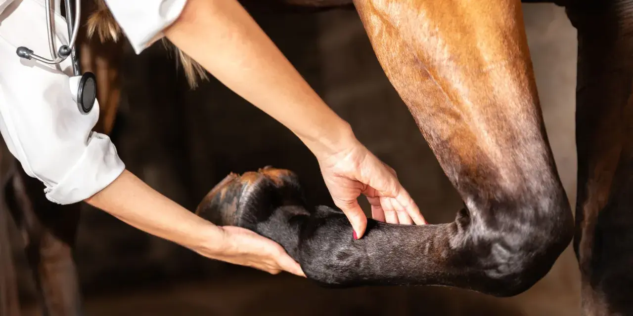 Vétérinaire examinant la jambe d'un cheval, possiblement pour diagnostiquer une arthrose.
