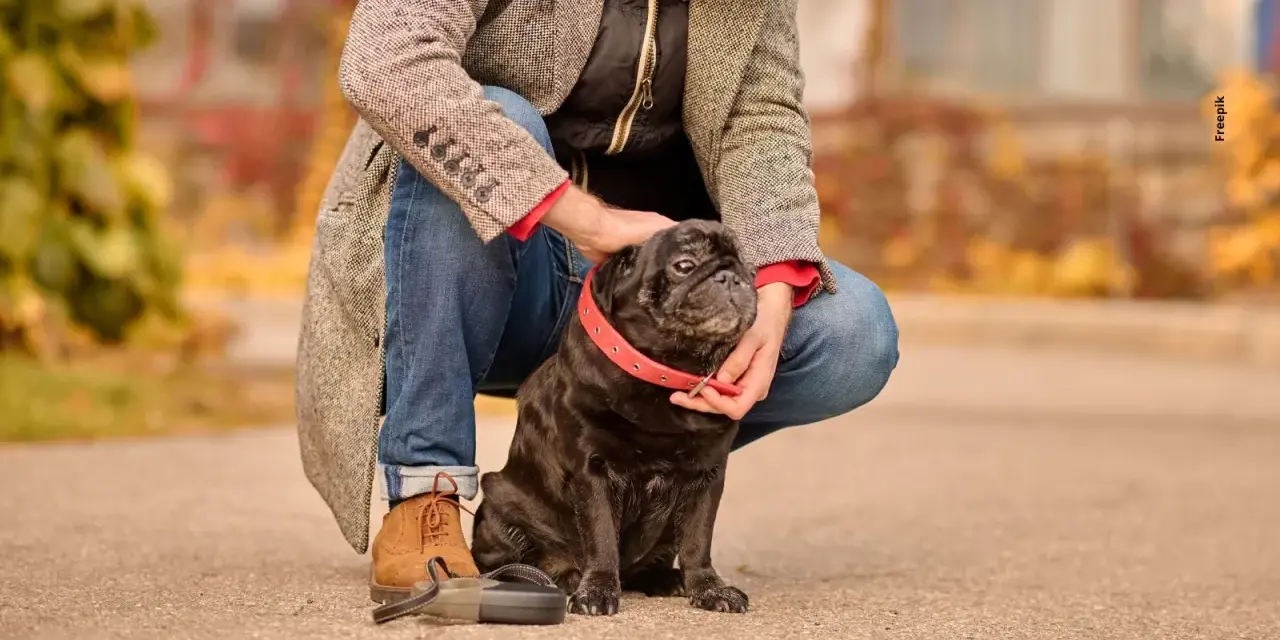 Mi perro me sigue a todos lados en la casa. Este pug negro con collar rojo es mi fiel compañero.