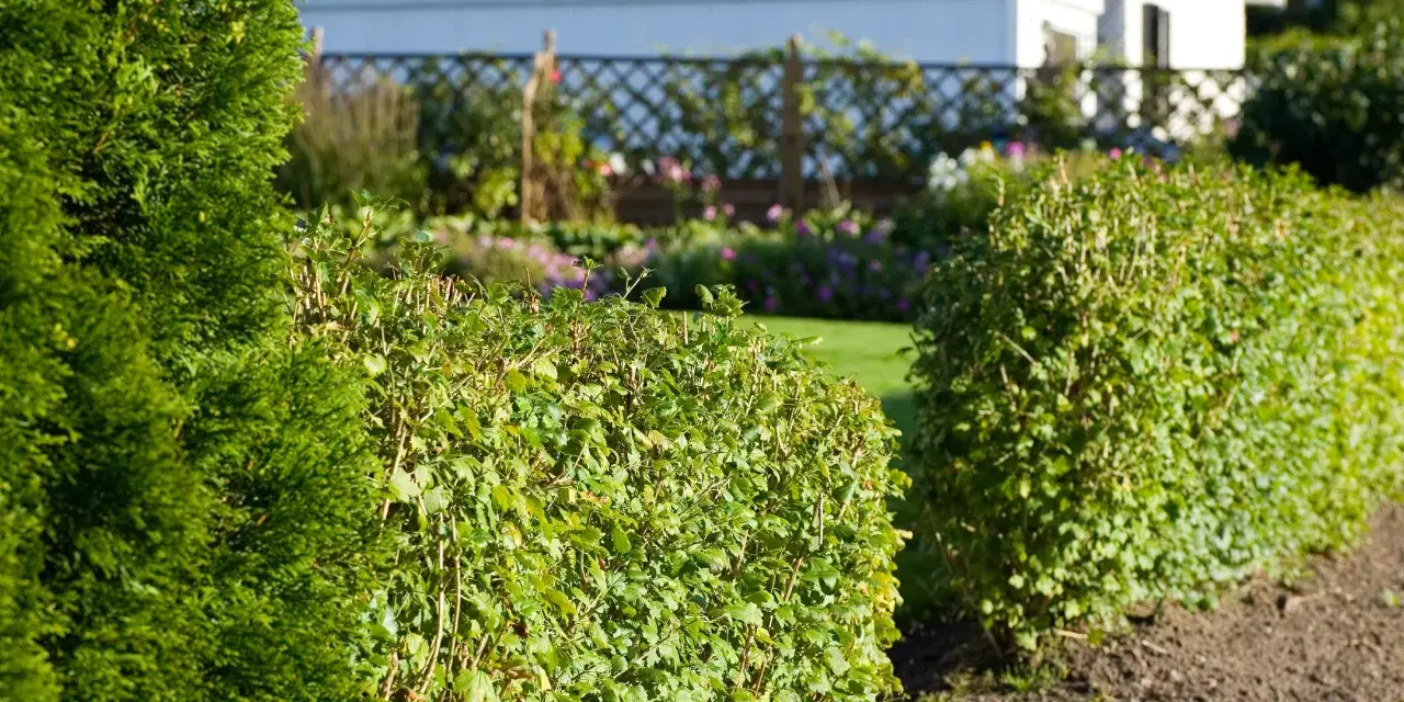 En välskött avenbok plantering ramar in en solig trädgård med ett vitt hus i bakgrunden.