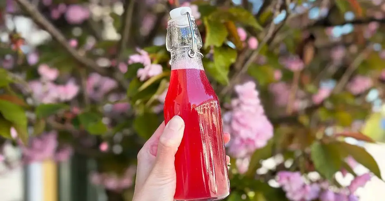 En hand håller en flaska med rosa rabarbersirap framför en blommande körsbärsträd.