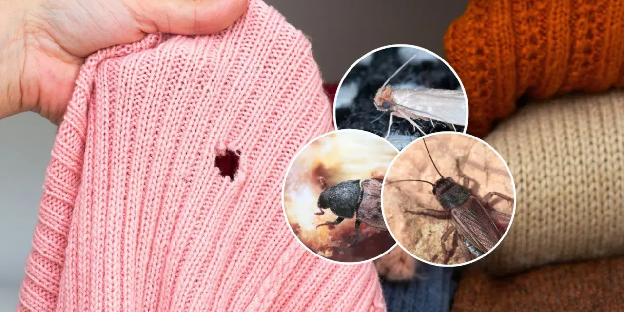 Różowa koszulka z dziurą, obok zdjęcia ćmy, chrząszcza i świerszcza. Te owady powodują małe dziurki w koszulkach bawełnianych.