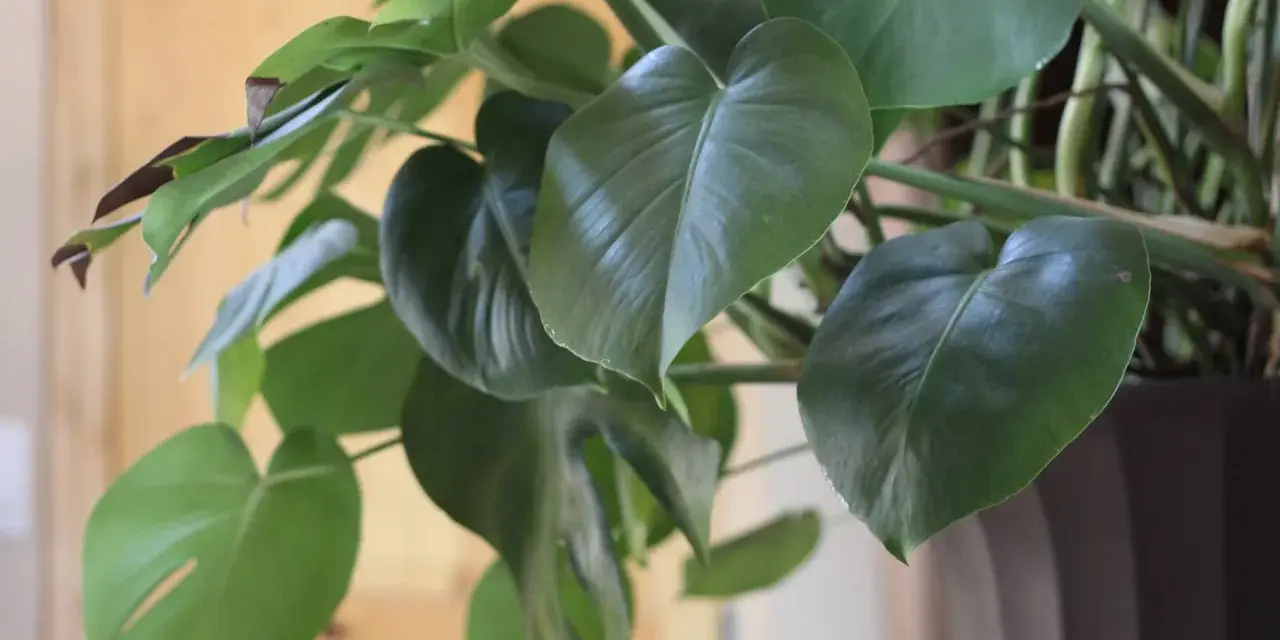 Monstera deliciosa, znana jako kwiaty trujące, ma duże, zielone liście z charakterystycznymi nacięciami.