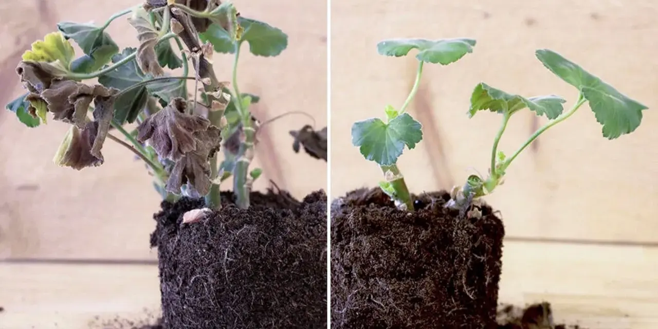 Före och efter: vissna pelargoner som fått nytt liv efter att ha fått plantera om pelargoner efter vintern.